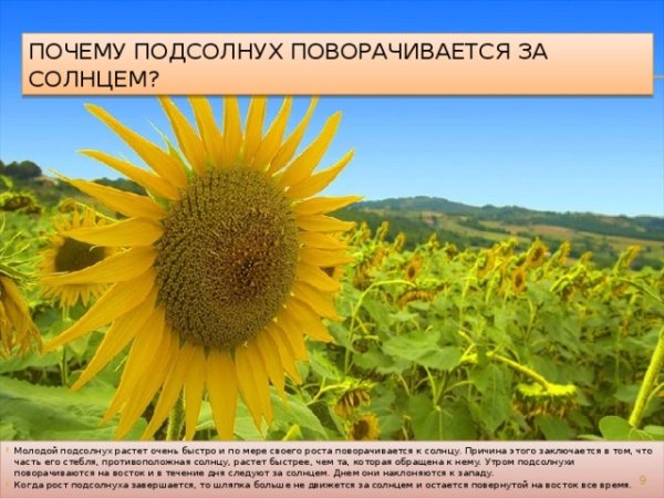 Подсолнухи и солнце