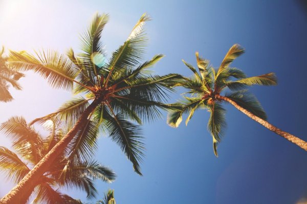 Небо пальмы