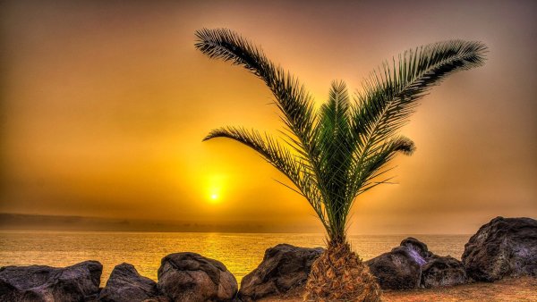 Рассвет пальмы