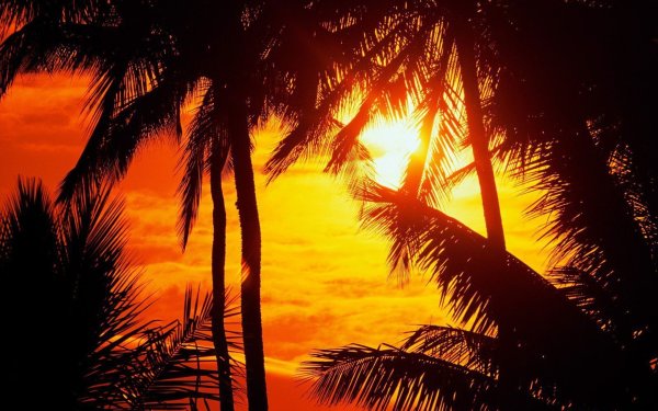 Закат в тропиках
