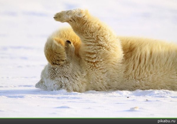 Медведь в зимнем лесу