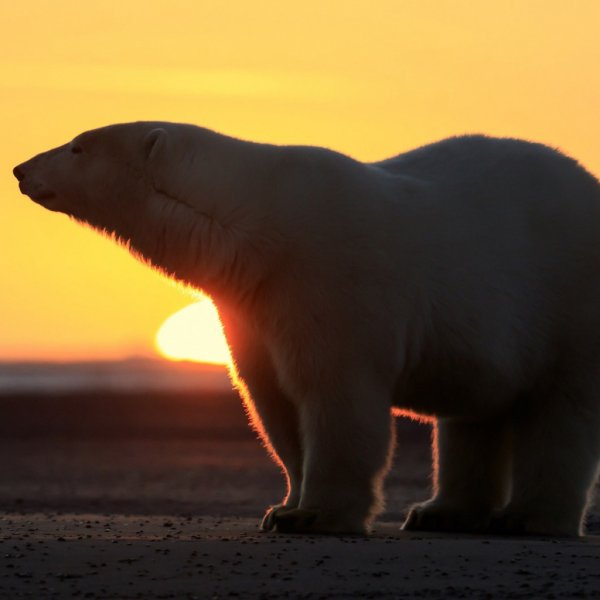 Про Ёжика и медвежонка
