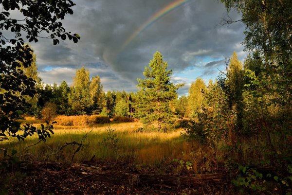 Природа дождь