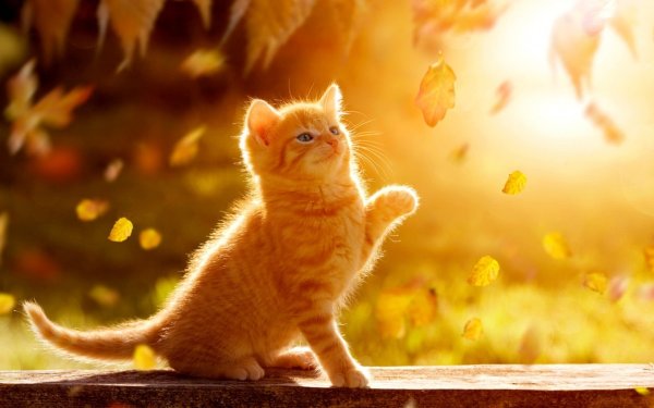 Котёнок и солнышко