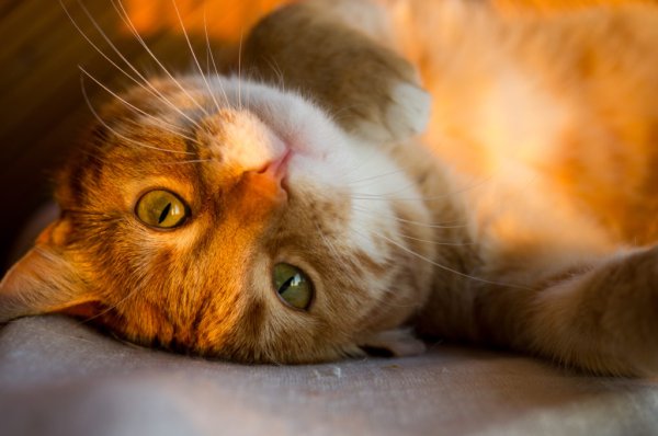 Котик на солнышке