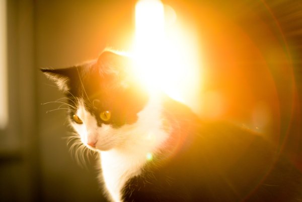 Кошка на солнце