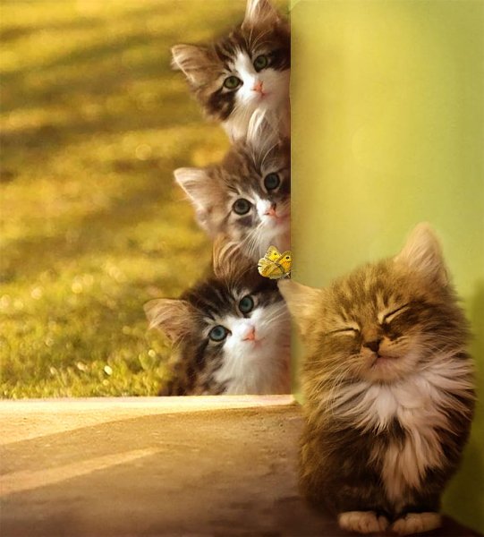 Котенок на солнце