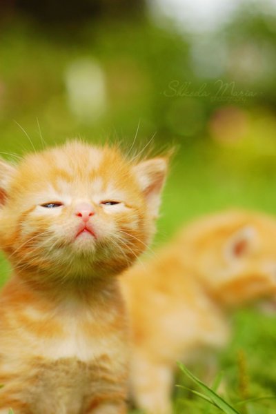 Котёнок и солнышко