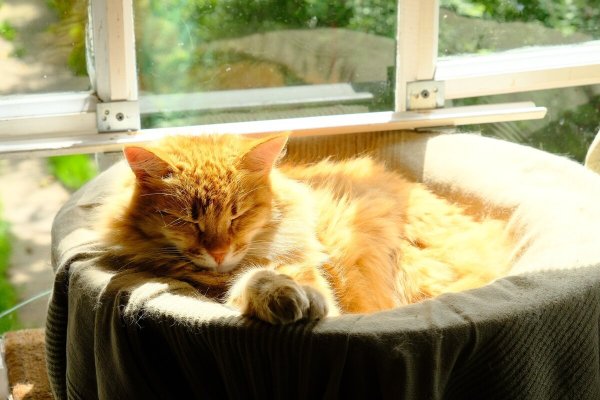 Котик на солнце