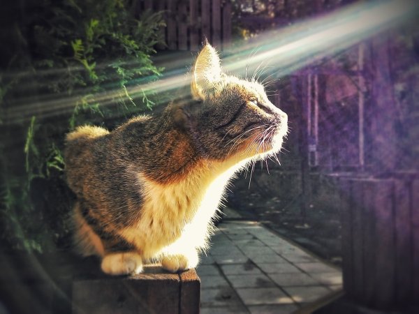 Котик на солнце