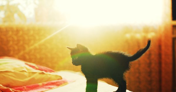 Котенок на солнце