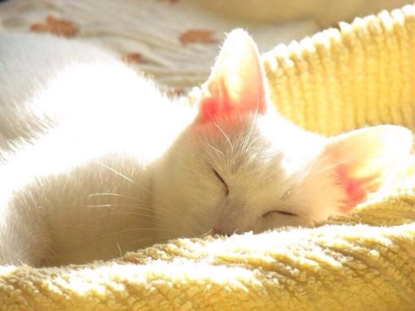 Белый кот на солнце