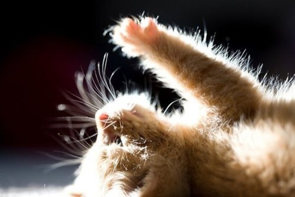 Котенок в солнечных лучах