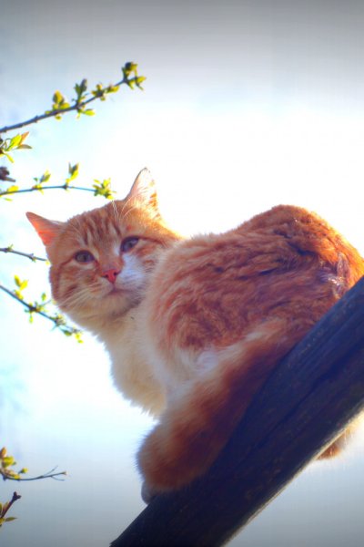 Кот Весна