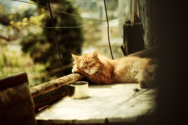 Солнечное утро котики