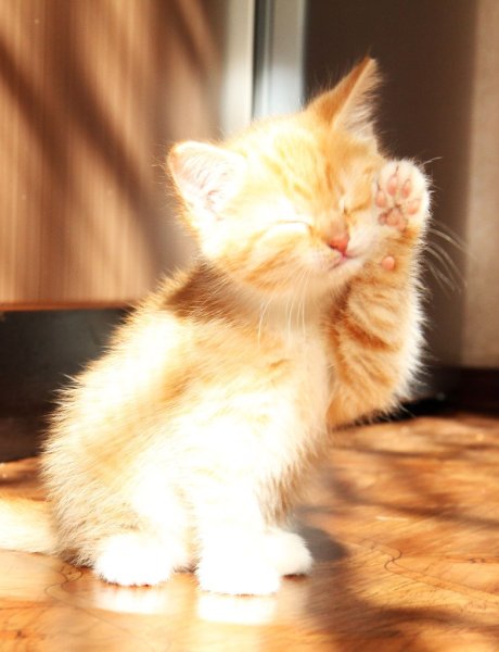 Солнечный котенок