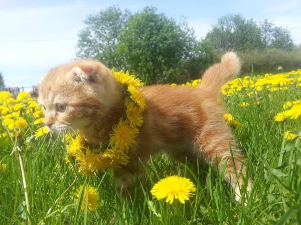 Котик на солнышке