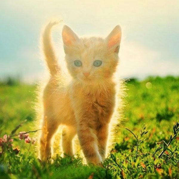 Солнечный котенок