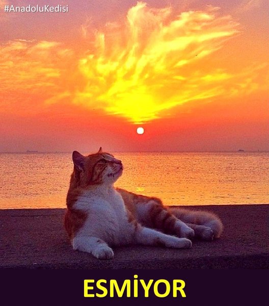 Кот лежит на солнце