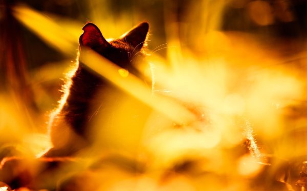 Кошка в лучах солнца