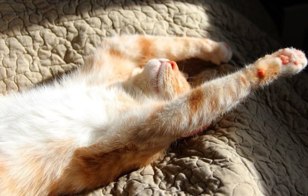 Рыжий кот потягивается