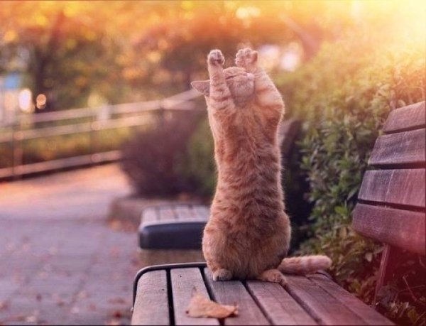 Кот радуется солнцу