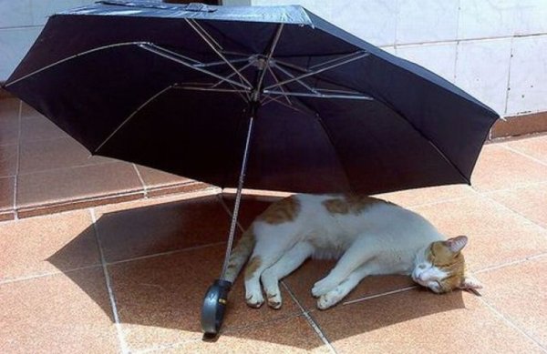 В жару с зонтом