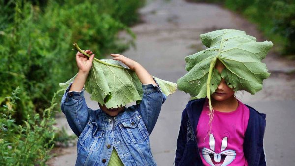 Лист лопуха на голове