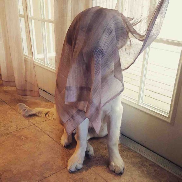 Собака спряталась