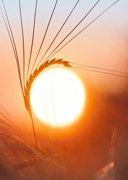 Красивый глаз с ресницами