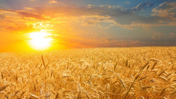 Поля Заволжье