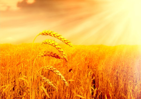 Хлебное поле