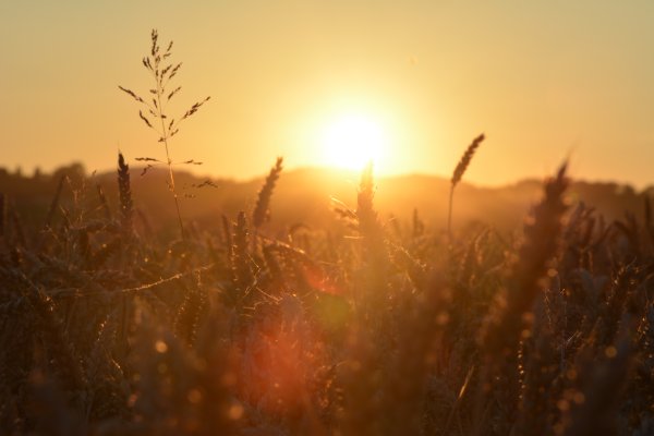 Пшеничное поле Вангол