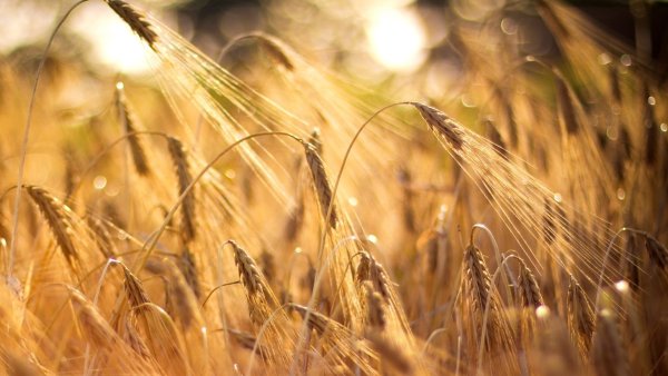 Поле с колосками