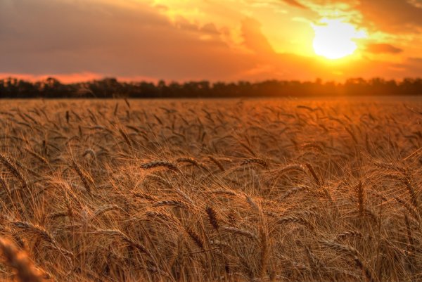 Урожай пшеница поле