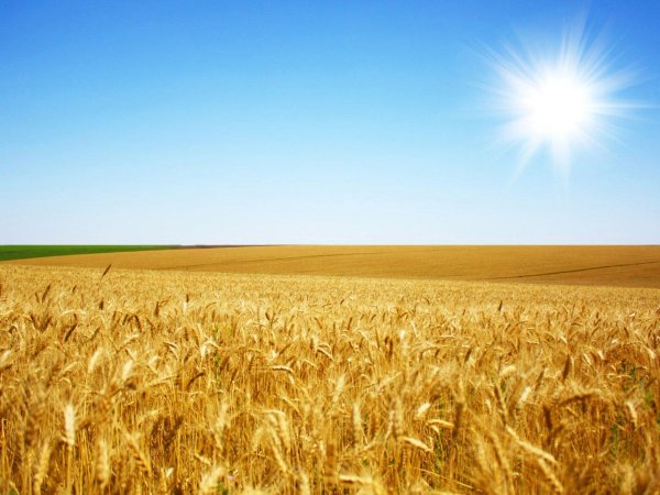 Рассвет в поле