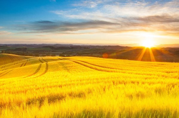 Поле с колосьями