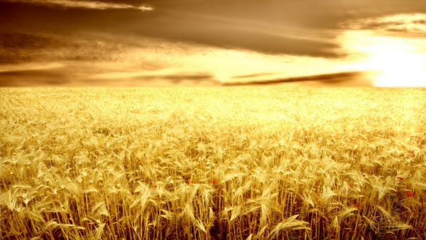 Золотое поле пшеницы