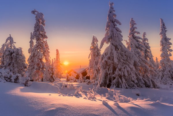 Зимний лес солнце