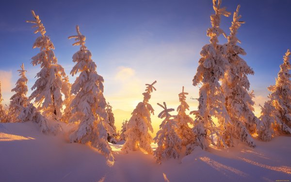 Лес в снегу