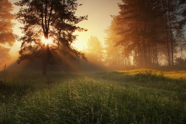 Утренний лес