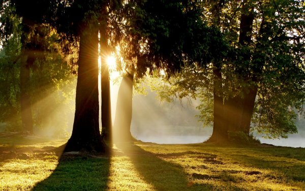 Природа утром