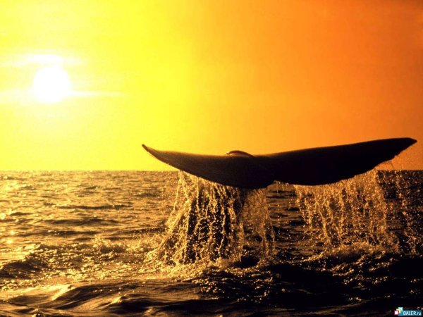 Касатка на закате
