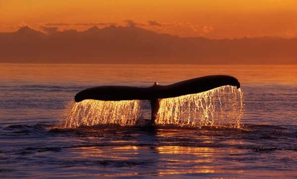 Артем Чебоха картины киты