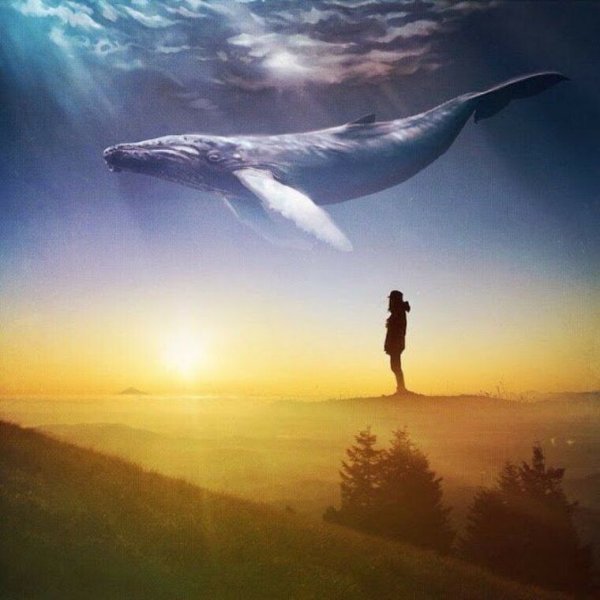 Подводный мир киты