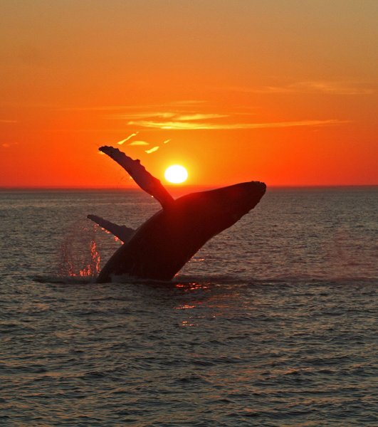 Адриан Честерман картины