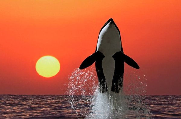 Кит в облаках