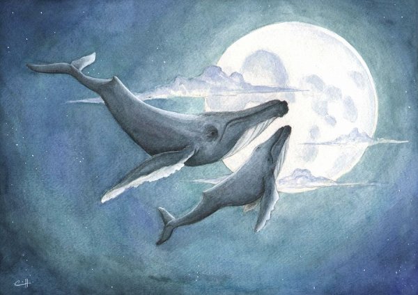 Касатка в море