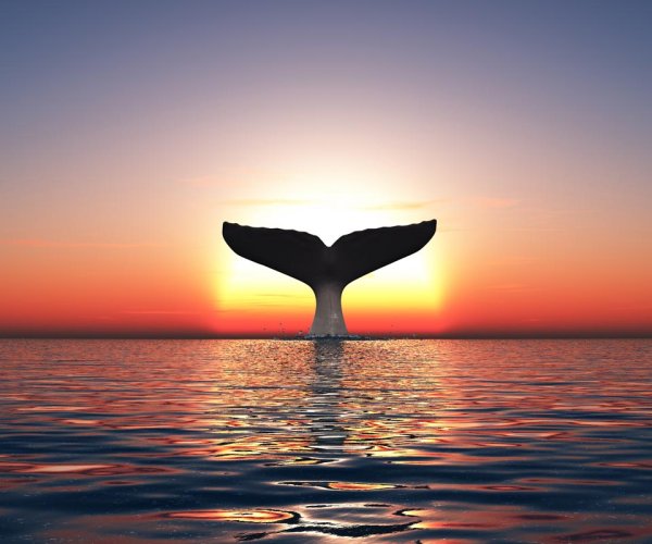 Киты в океане