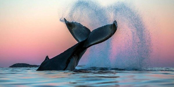 Киты в облаках арт